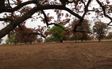 A Gond folktale of Mahua