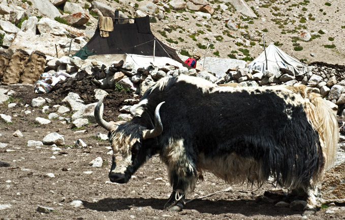 Laddakh-yak