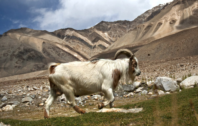 pashmina-goat-himaliya-laddakh