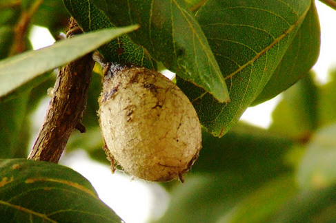 Silk cocoon