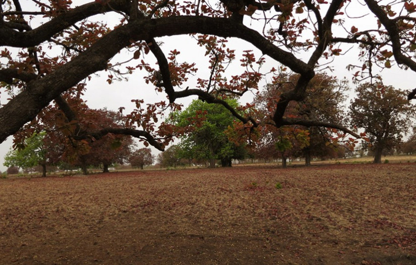 A Gond folktale of Mahua