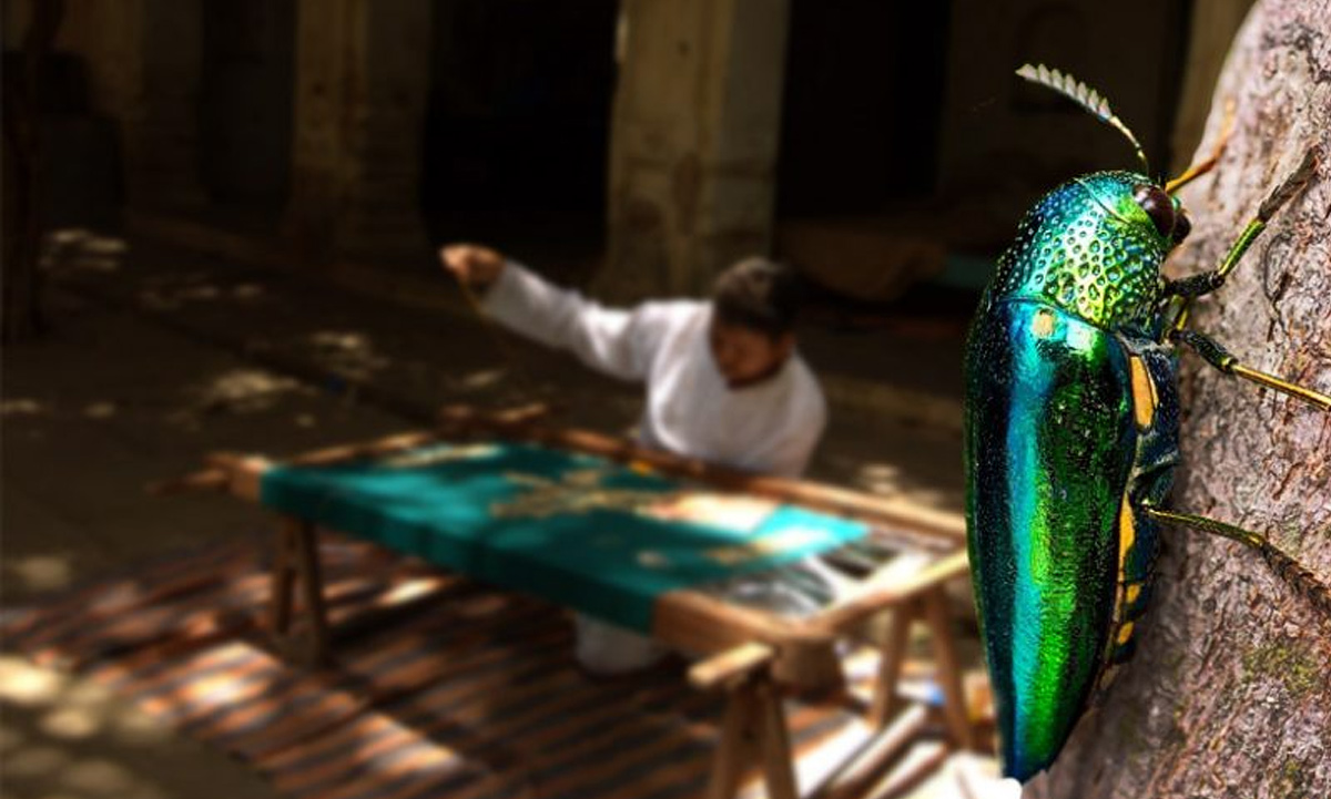 Beautified by Beetles