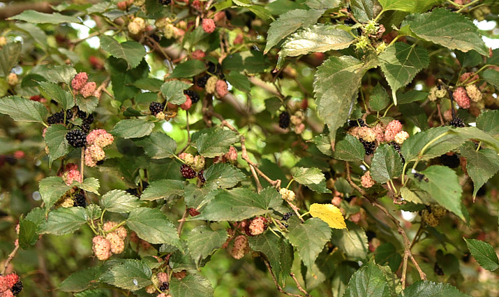 mulberry plants