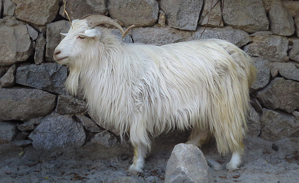 Pashmina-goat