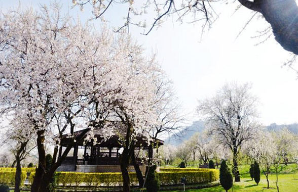 almond-garden-kashmir