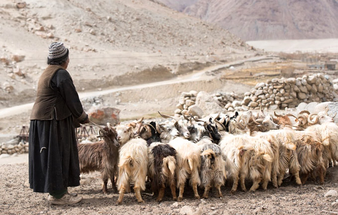 Image ~ Looms of Ladakh Women Cooperative