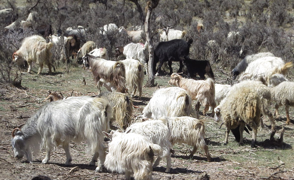 pashmina-gote-laddakh