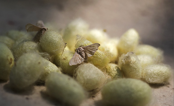 silk-larva-kashmir