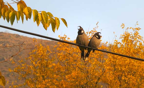 Bulbul-kashmir