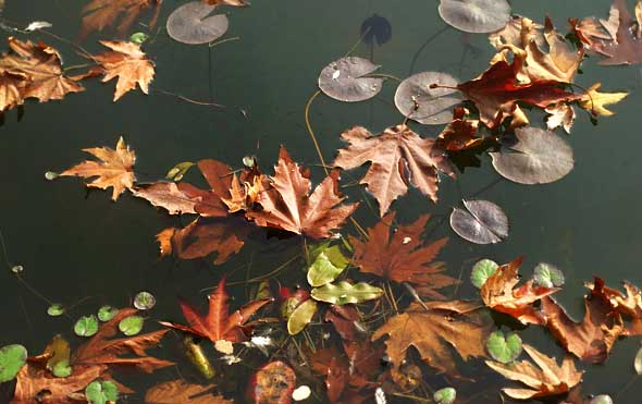 Chinar-leaf