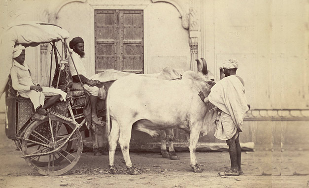 Ikka Bullock cart