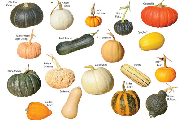 gourd types