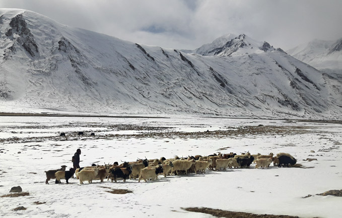 Image ~ Looms of Ladakh Women Cooperative