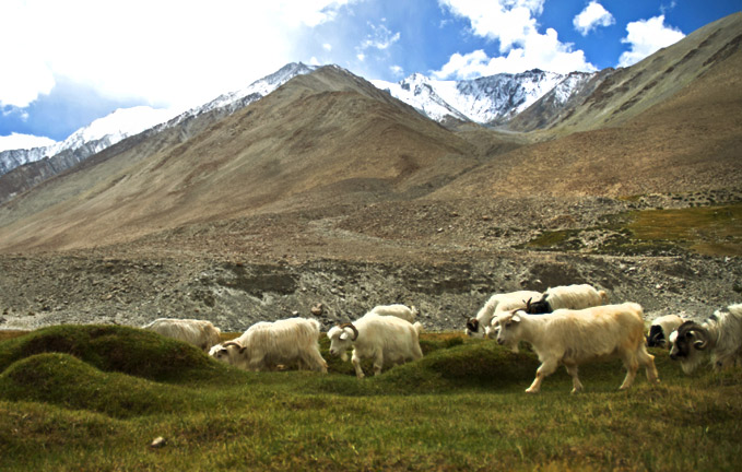 pashmina-goat-at-laddakh